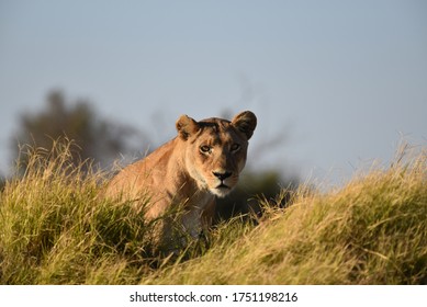 Lioness Hunting For Food In Botswana