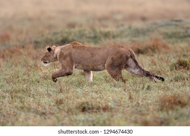 Lioness hunting in savanna