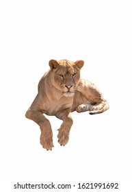 Lioness Isolated On A White Background 