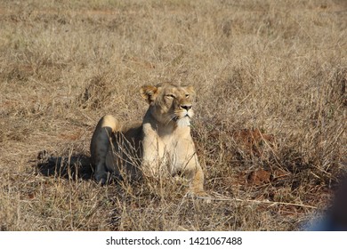 Lioness, Kapama Private Game Reserve, South Africa