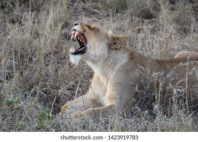 Lioness, Kapama Private Game Reserve, South Africa