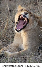 Lioness, Kapama Private Game Reserve, South Africa