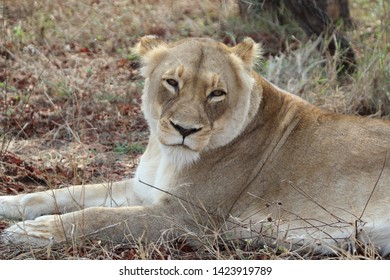 Lioness, Kapama Private Game Reserve, South Africa