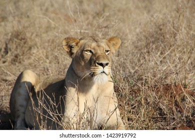 Lioness, Kapama Private Game Reserve, South Africa