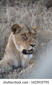 Lioness, Kapama Private Game Reserve, South Africa