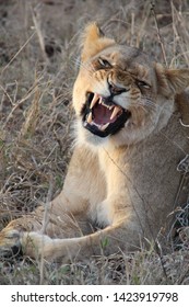 Lioness, Kapama Private Game Reserve, South Africa