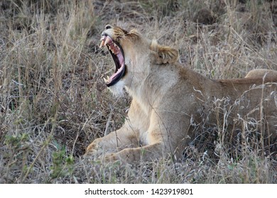 Lioness, Kapama Private Game Reserve, South Africa