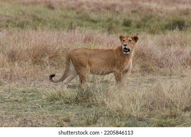 Lioness In Kenya Masia Mara.