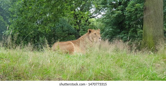 Lioness In Knowsley Safari Park