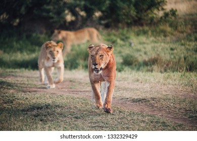 Lioness Leading The Pack