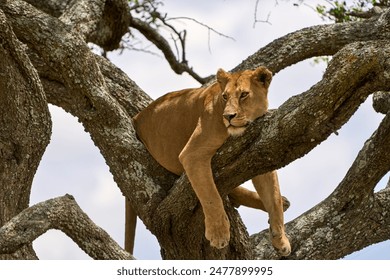 Lioness leaning on a tree trunk in the shadow - Powered by Shutterstock