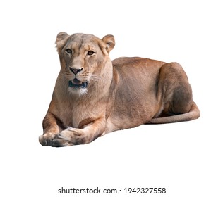 The Lioness Lies. Isolated On White Background.