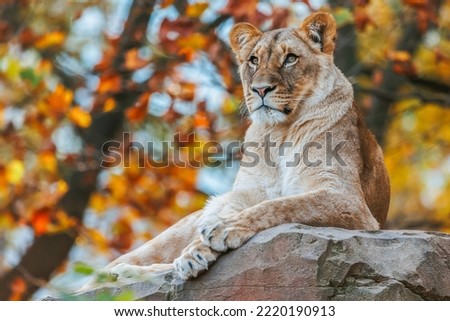 Lioness lies on a stone and watches