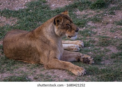 Lioness lies on a three and looks forward