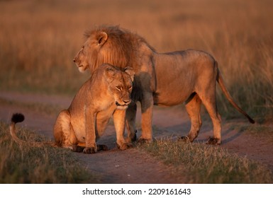 Lioness And A Lion In The Morning Hours At Savanah, Masai Mara, Kenya