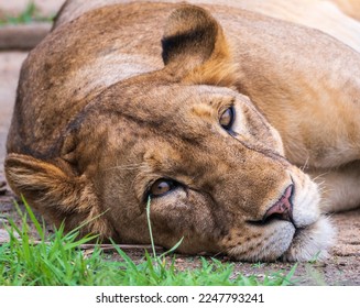 Lioness lying down looking at the camera