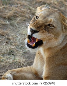 A lioness lying down looking up and snarling with mouth open
