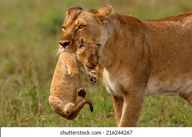 Lioness mother carries her baby to a new safe place in Masai Mara National Reserve, Kenya - Powered by Shutterstock
