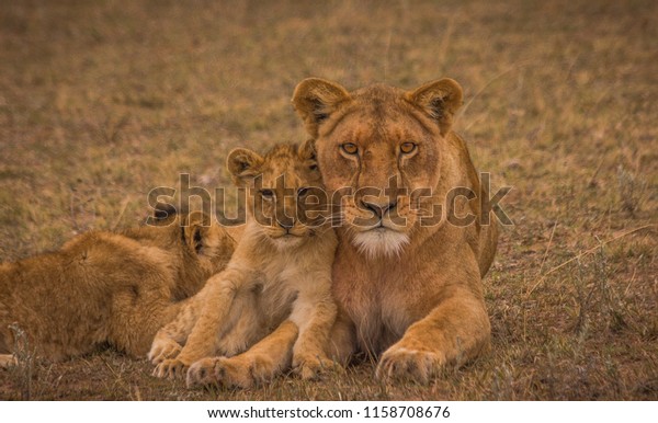 Lioness mother with her\
cubs and feeding them in a private game reserve in the Eastern\
Cape, South Africa/
