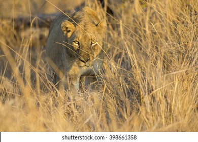 Lioness move in brown grass to a kill - Powered by Shutterstock