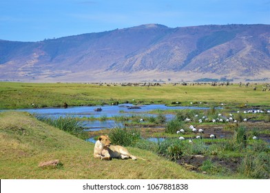 Lioness In The Ngorongoro Crater