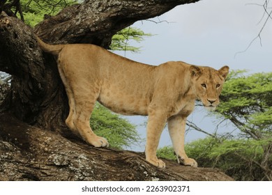 Lioness in observation before the hunt