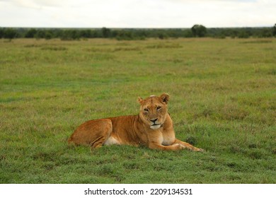 A Lioness, Ol Pejeta Conservancy Kenya 