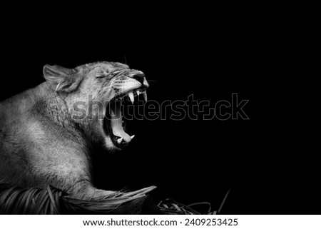 Lioness on a black background.