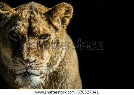 lioness on black background