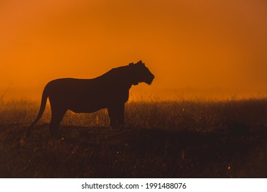 The Lioness On Fire - Gondwana Game Reserve