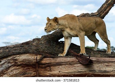 A Lioness On The Hunt