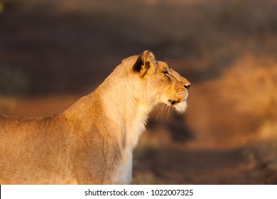 Lioness On The Hunt, Phinda Game Reserve, South Africa