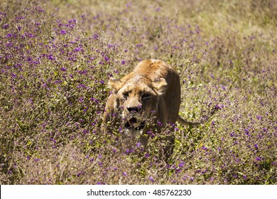 Lioness On The Hunt    Tanzania Africa