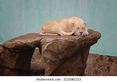 Lioness On The Rock Lying Asleep