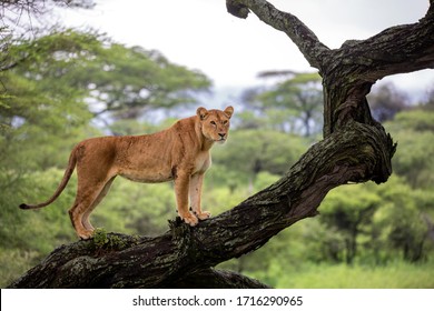 The Lioness On A Tree, Finding Her Pack