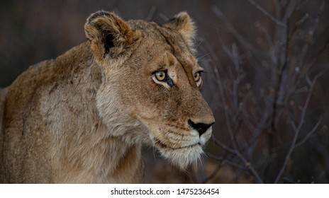 Lioness out on the African savanna
Always a great find on safari in Africa lion's are always a crowed pleaser.

mostly inactive for the greatest part of the day but during the evening they hunt   - Shutterstock ID 1475236454