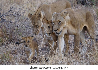 Lioness Pack Share A Moment Of Togetherness