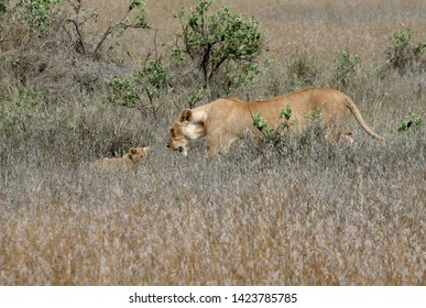 Lioness Pack At Tanzania Serengeti 