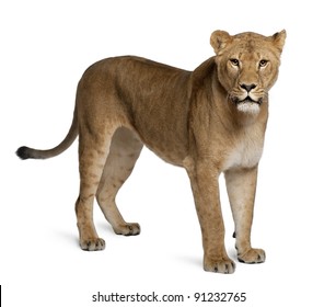 Lioness, Panthera leo, 3 years old, standing in front of white background