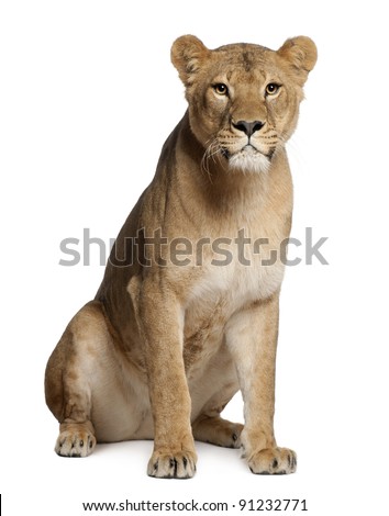 Lioness, Panthera leo, 3 years old, sitting in front of white background