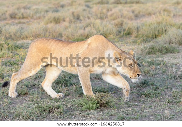 Lioness (Panthera leo)\
hunting on savanna, stalking, Ngorongoro conservation area,\
Tanzania.