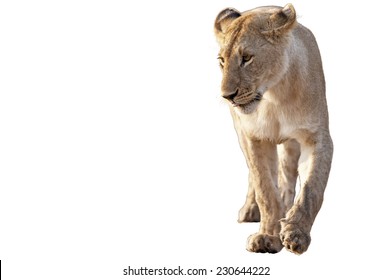 Lioness, Panthera Leo, Isolated On White