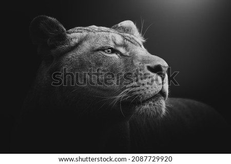 Lioness (Panthera leo krugeri) black and white head portrait