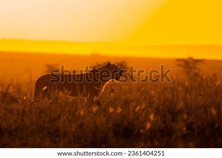 Lioness ( Panthera Leo Leo) on a hunt in the golden light of the evening sun, Olare Motorogi Conservancy, Kenya.
