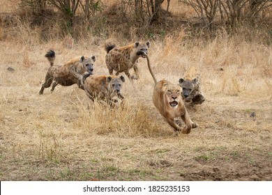 A lioness, Panthera leo, runs with ears back and mouth open from spotted hyenas, Crocuta crocuta