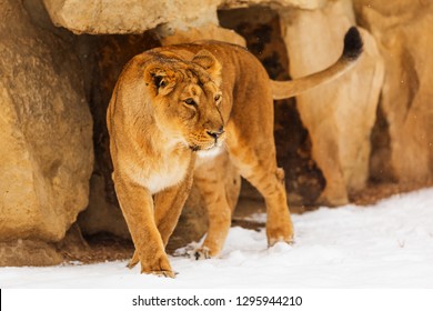 lioness (Panthera leo) at winter on the snow - Powered by Shutterstock