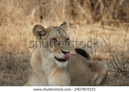 Lioness with a pink tongue, calmly licking its nose, with a soft gaze in the wild.