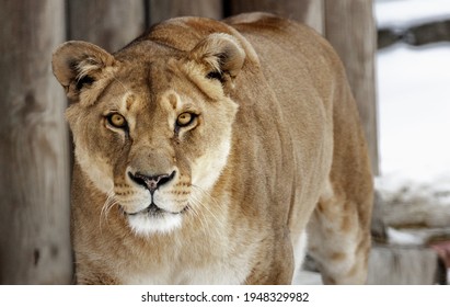 Lioness. portrait of a wild cat. Portrait of a big cat