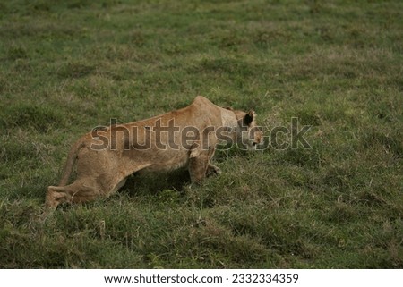                             Lioness prowling on the hunt   