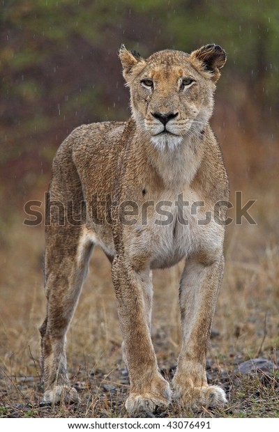 Lioness in the rain фото